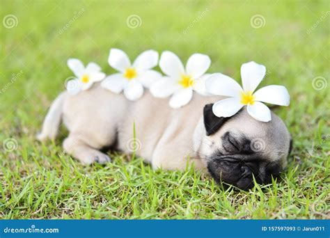 Sleeping puppy Pug stock image. Image of beautiful, plumeria - 157597093