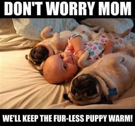 12 Funniest Pug Memes and Comics