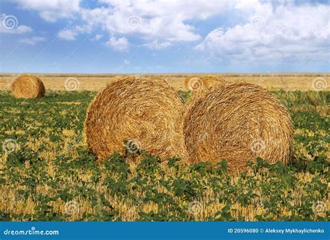 Straw Rolls In The Field Stock Photo Image Of Organic 20596080