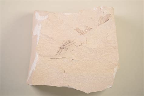 A new ancient dragonfly fossil - Supporting Bristol Museums, Galleries ...