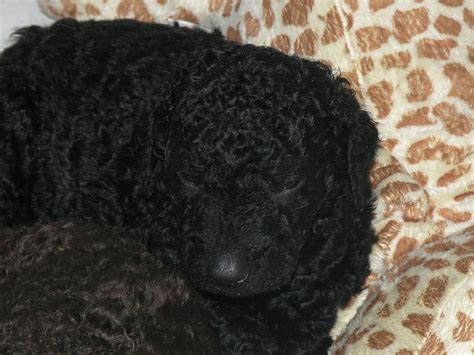 Curly Coated Retriever Puppies - Puppy Dog Gallery