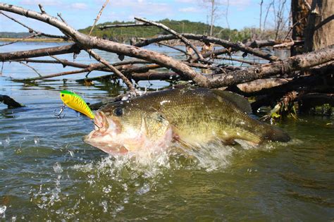 Discover The Largest Largemouth Bass Ever Caught In Massachusetts A Z