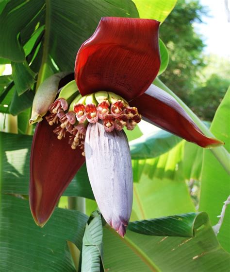 Os Benef Cios Da Flor De Banana Para Sa De Atualizado