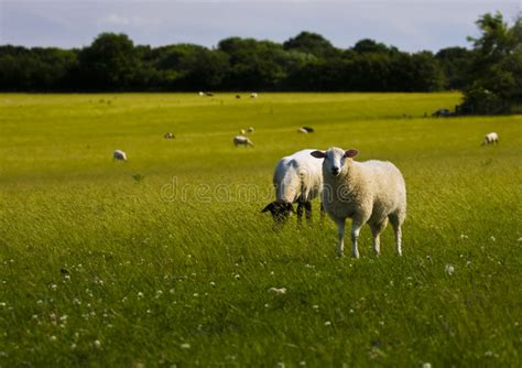 Cows In Dutch Landscape 2 Stock Photo Image Of Noordeloos 124766