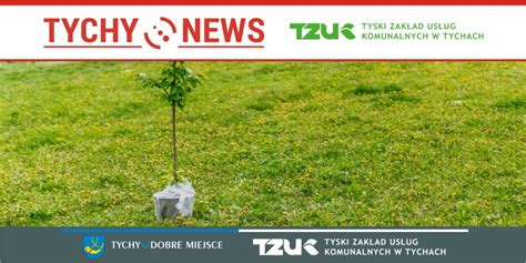 Nasadzenia krzewów i drzew w tyskich parkach Tychy News