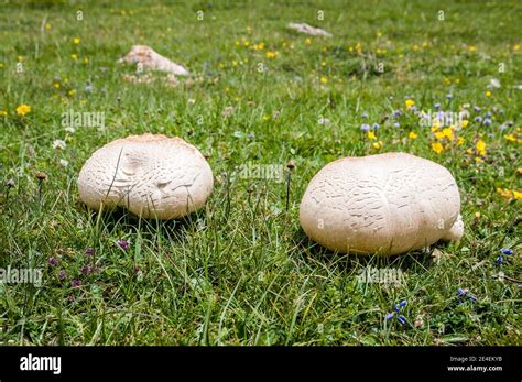 Wild Common Mushroom Agaricus Bisporus Coll De Pal Catalonia Spain