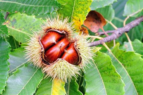 Chestnut Planting Tips