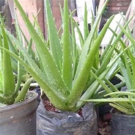 Jual Tanaman Aloe Vera Lidah Buaya Shopee Indonesia