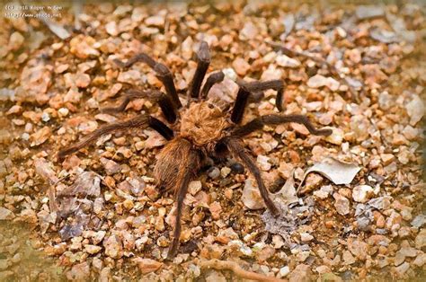 texas tarantula | Tarantula