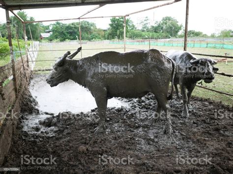 Mucked Buffaloesdip Their Body In The Mud Pool Stock Photo Download