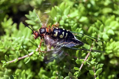 Cicada Killer Wasp Photograph by Nature's Faces | Fine Art America