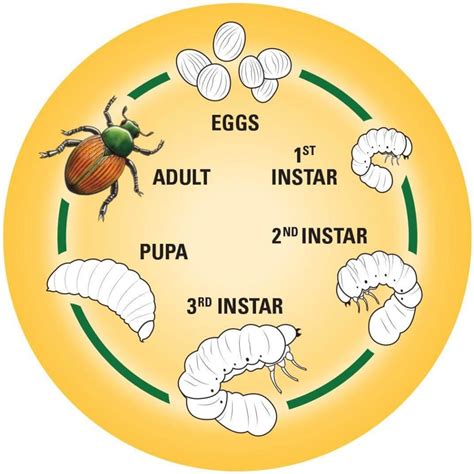 What are Grubs and how to control them - Glen Echo Nurseries