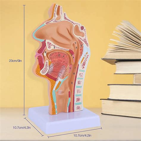 Nasal Cavity Throat Anatomy Model Human Anatomical Pharynx Larynx Model