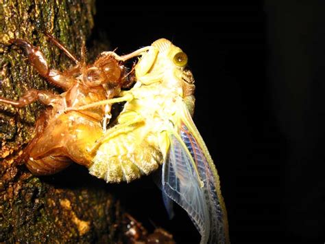 Costa Rica Cicada Mania