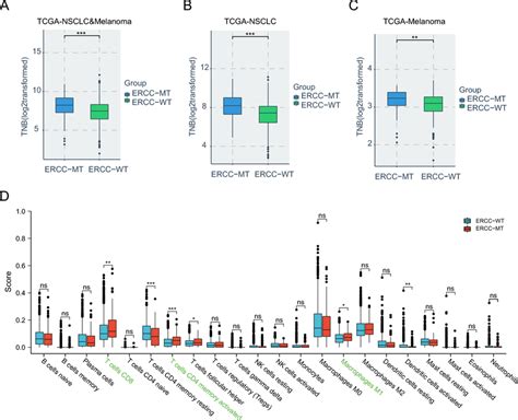 Tnb And Immune Infiltration Associated With Ercc Mutations Were