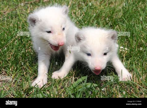 The cute little creatures are one-month-old twin arctic foxes, born at Harbin Polar Land in ...