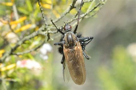 R F Insecta Diptera Empididae Empis Euempis Tessellata