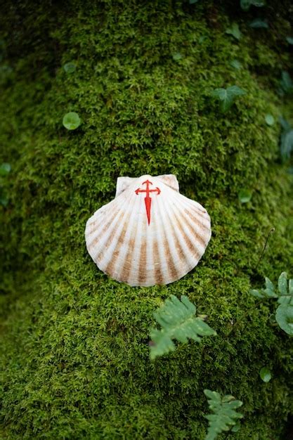 Uma concha uma cruz pintada de vermelho um símbolo do caminho de