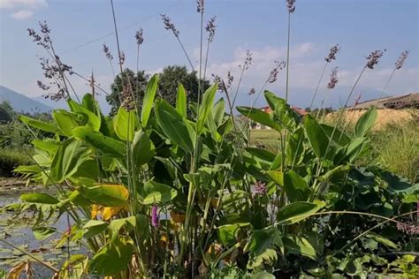 How to grow marsh plants - Aquatic Plants Nursery