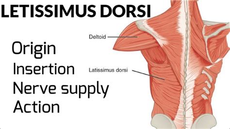 Letissimus Dorsi Muscle Origin Insertion Nerve Supply And Action