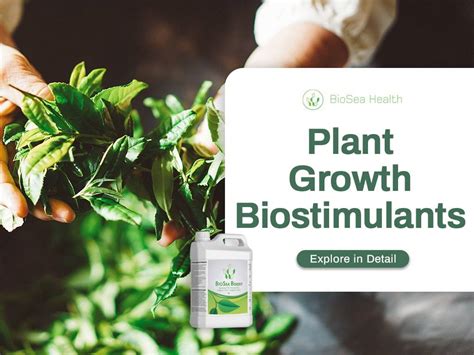 Plant Growth Biostimulants Biosea Boost For Crop Growth And Quality