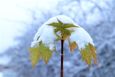 Árbol de arce joven con hojas amarillas de otoño cubiertas de nieve en