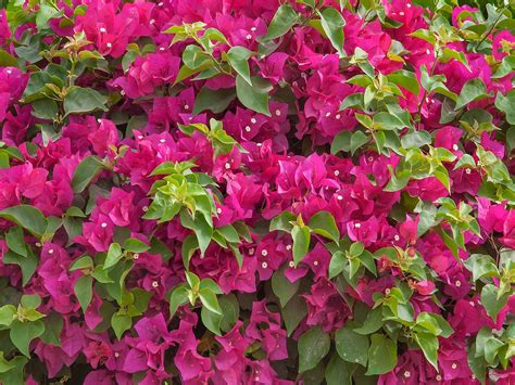 Bougainvillea Glabra Acacia LLC