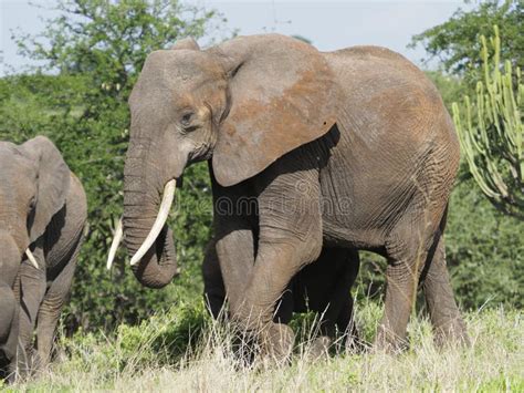 A Bull Elephant in the Herd Stock Photo - Image of countryside, road ...