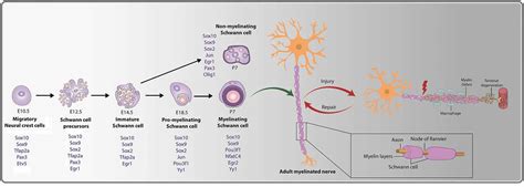 Schwann Cell Histology