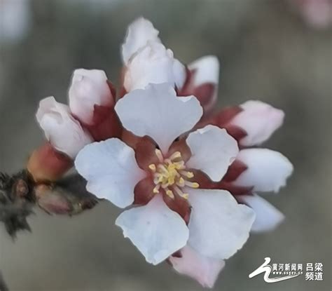 柳林：阳春三月 踏青赏花正当时黄河新闻网