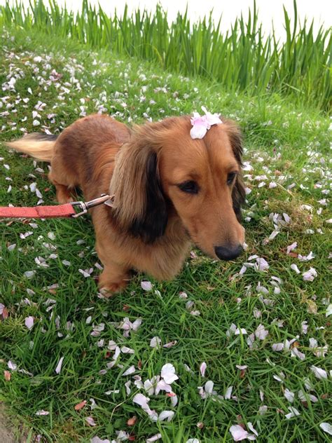 Oh Blossom Love Pet Pets Dachshund