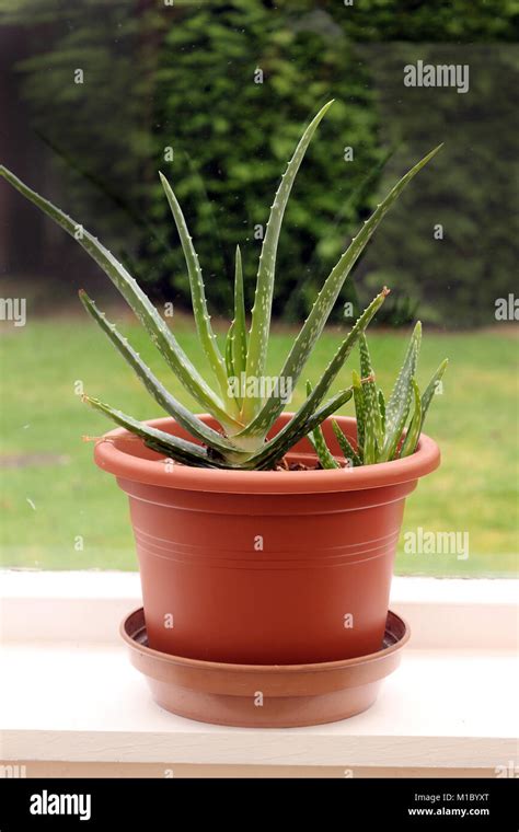 Pianta In Vaso Di Aloe Vera Immagini E Fotografie Stock Ad Alta