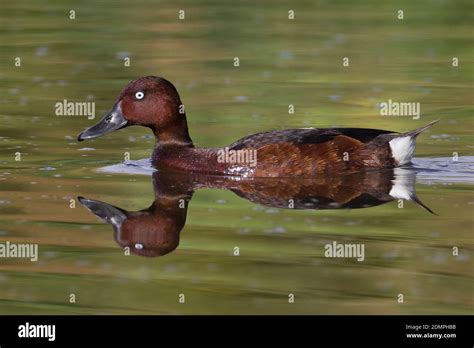 Witoogeend Ferruginous Duck Aythya Nyroca Stock Photo Alamy