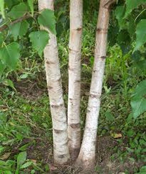 White Japanese Birch Tree Betula Platyphylla Japonica Asian | Etsy