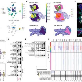 CNV Inference Establishes Spatially Resolved Tumor Clones And Their