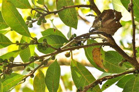 Ficus Septica Moraceae Image At Phytoimages Siu Edu