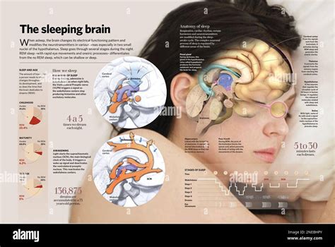 Infografía que analiza el sueño su relación con la edad y sus