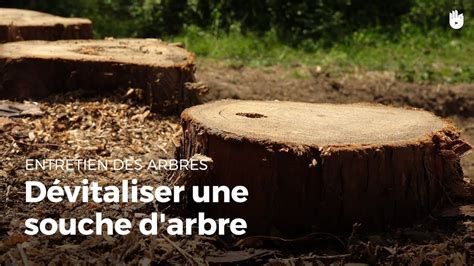 Comment détruire naturellement une souche d arbre Housekeeping