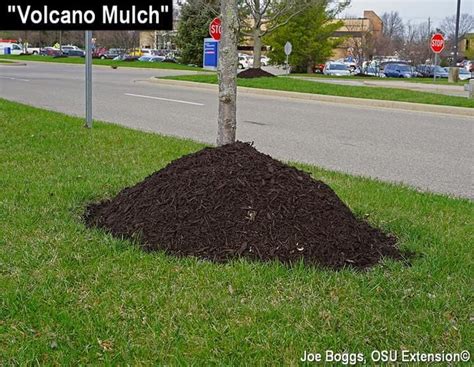 To Mulch Or Not To Mulch Paulding County Ag And Natural Resources