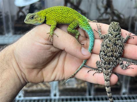 Emerald Swift Pairstrios More Lizard By Herptime Morphmarket