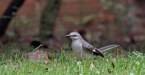 Mockingbird Behavior - AnimalBehaviorCorner