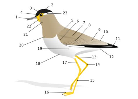 Bird Anatomy Diagram Quizlet