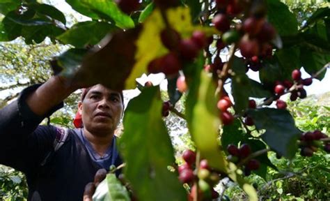 Prevén Cosecha De 10 Millones De Quintales De Café Para El Período 2016