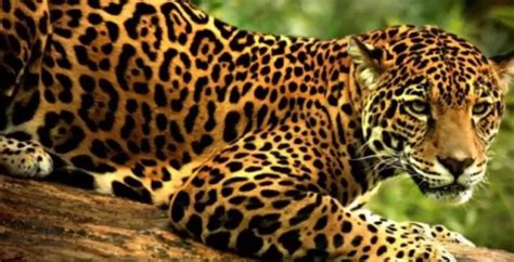 Onça pintada leopardo e pantera qual a diferença entre esses felinos