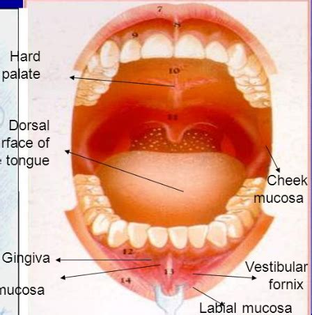 Oral Mucosa Anatomy