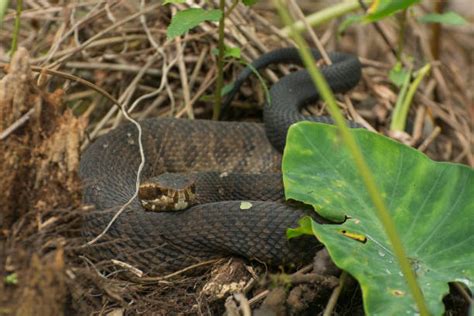 80+ Water Moccasin Florida Stock Photos, Pictures & Royalty-Free Images - iStock