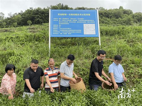 省农科院农村科技特派员科技助力西阳镇茶产业提质增产技术茶叶专家团