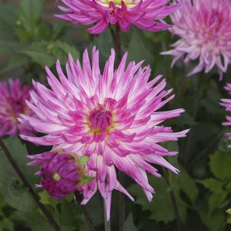 K P Dahlia Orchid Princess Online Hos Klostra Se Klostra Se