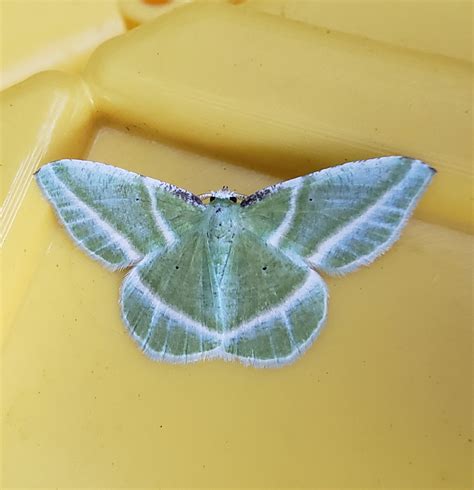 Maryland Biodiversity Project Showy Emerald Moth Dichorda Iridaria