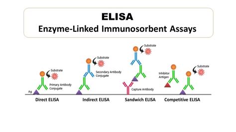 Elisa Principle Types Uses Advantages And Disadvantages Medical